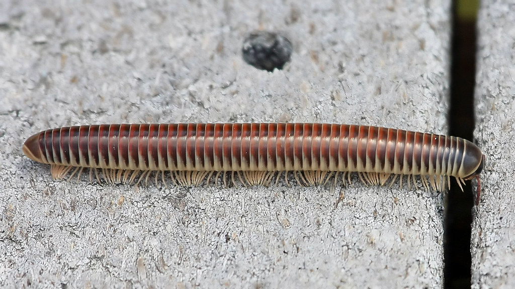 Florida Ivory Millipede Chicobolus spinigerus Walking th… Flickr