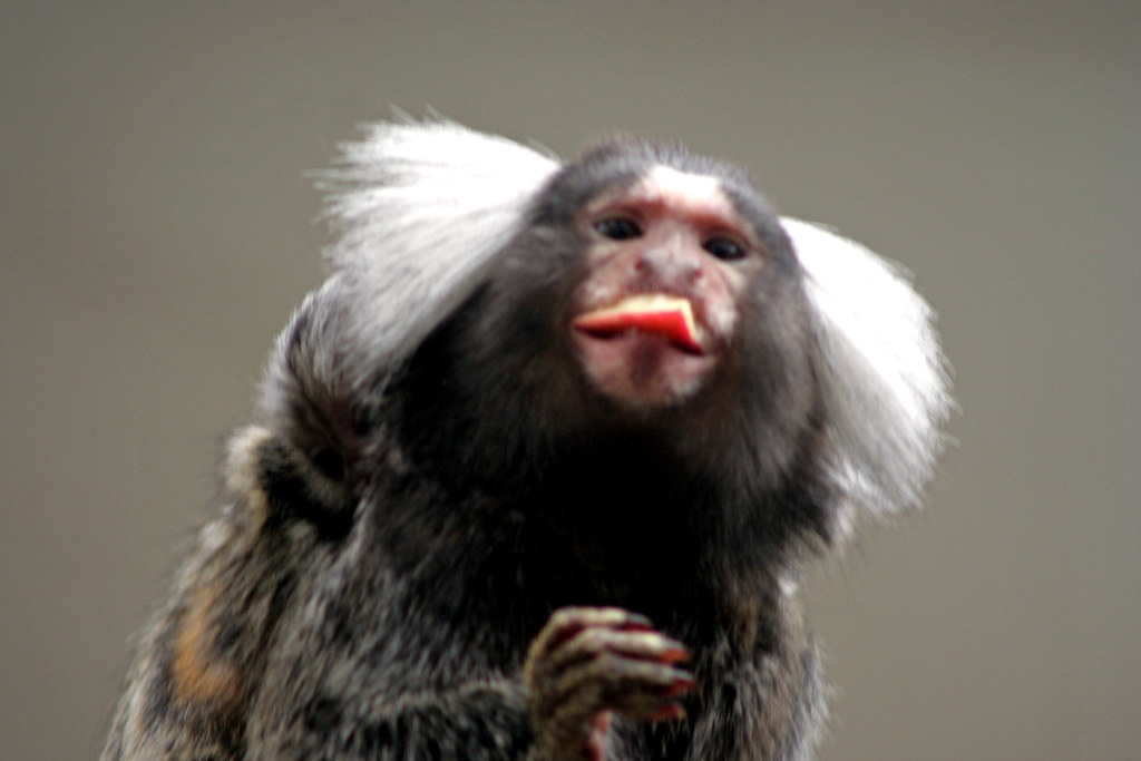 Singe Ouistiti à pinceau blanc Amérique du sud.Le ouistiti… Flickr