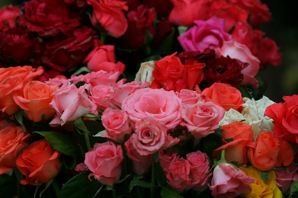 Roses of all Colors flock together So many roses. Part of ??? Flickr
