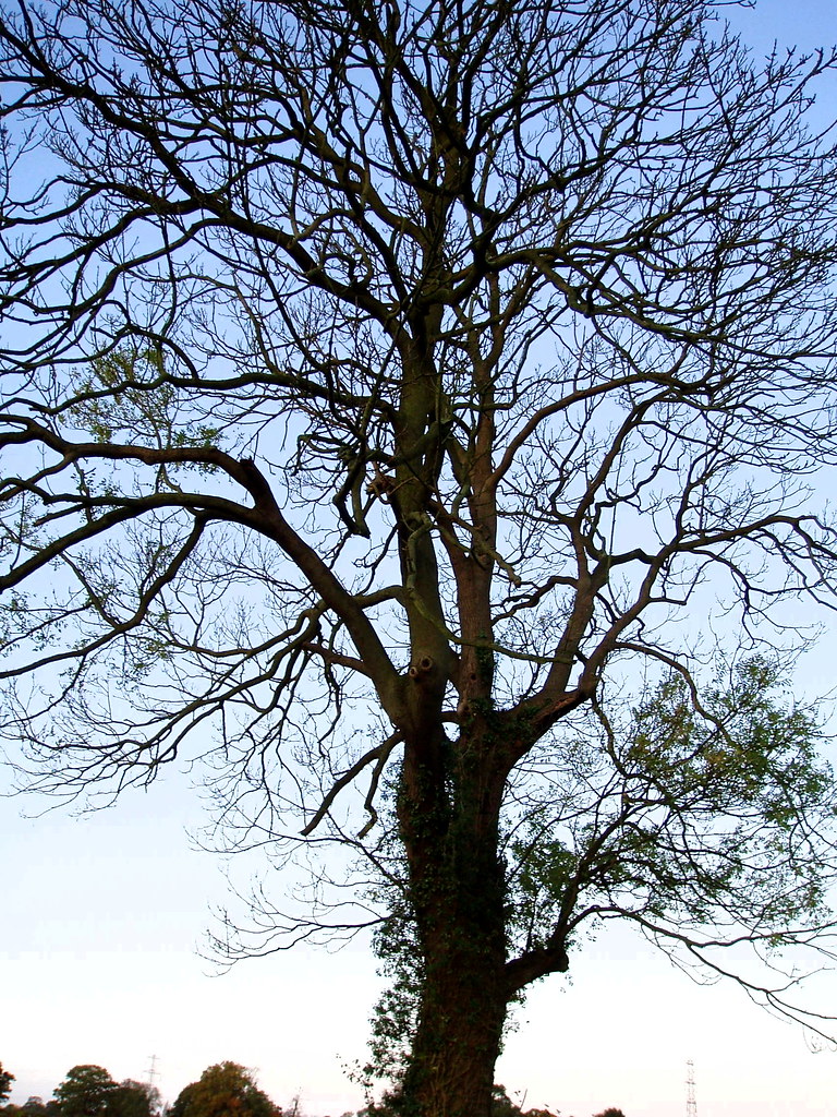 October 21st "Ash Tree Silhouette" Some of the Ash trees a??? Flickr