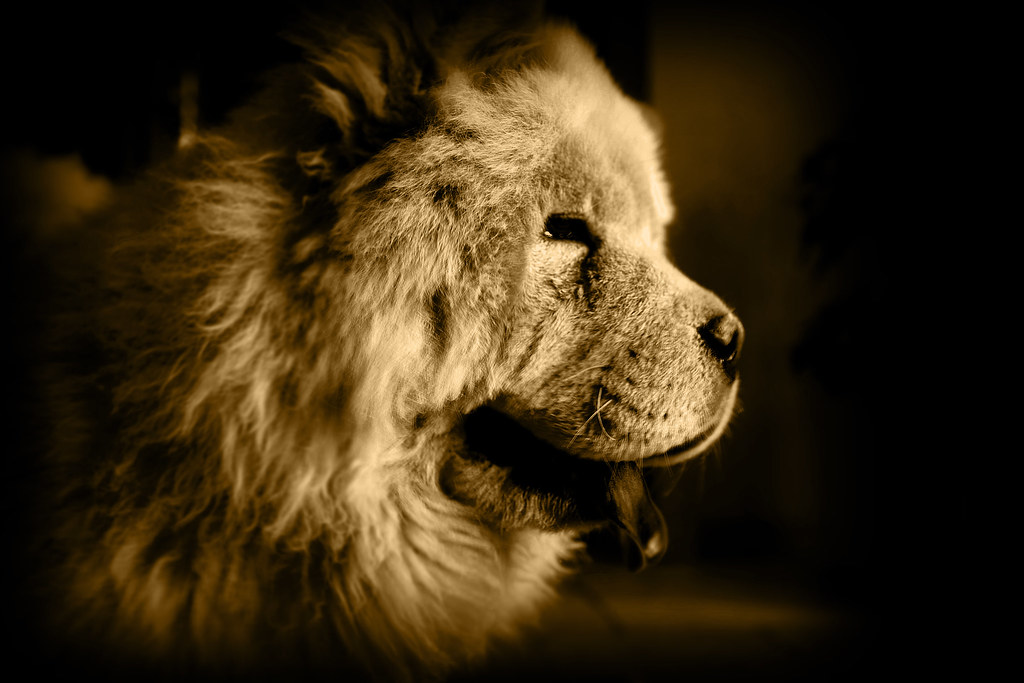 Chow Chow 2 The "liondog" (Wikipedia) Chow Chow, or