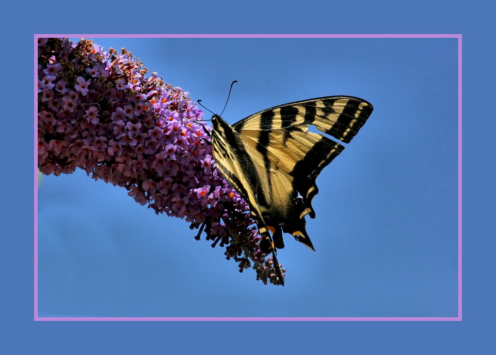 Butterfly in the Sky I I took these shots back in J… Flickr