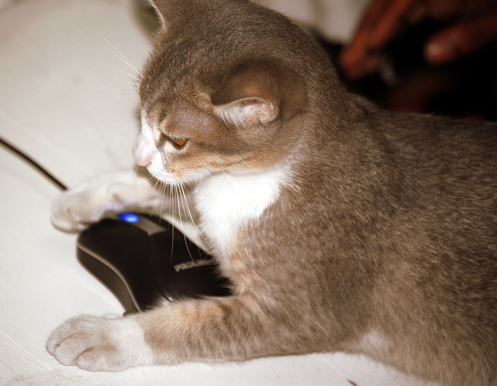 Domestic mouse attack When are dosmestic cat grows in a ho… Flickr