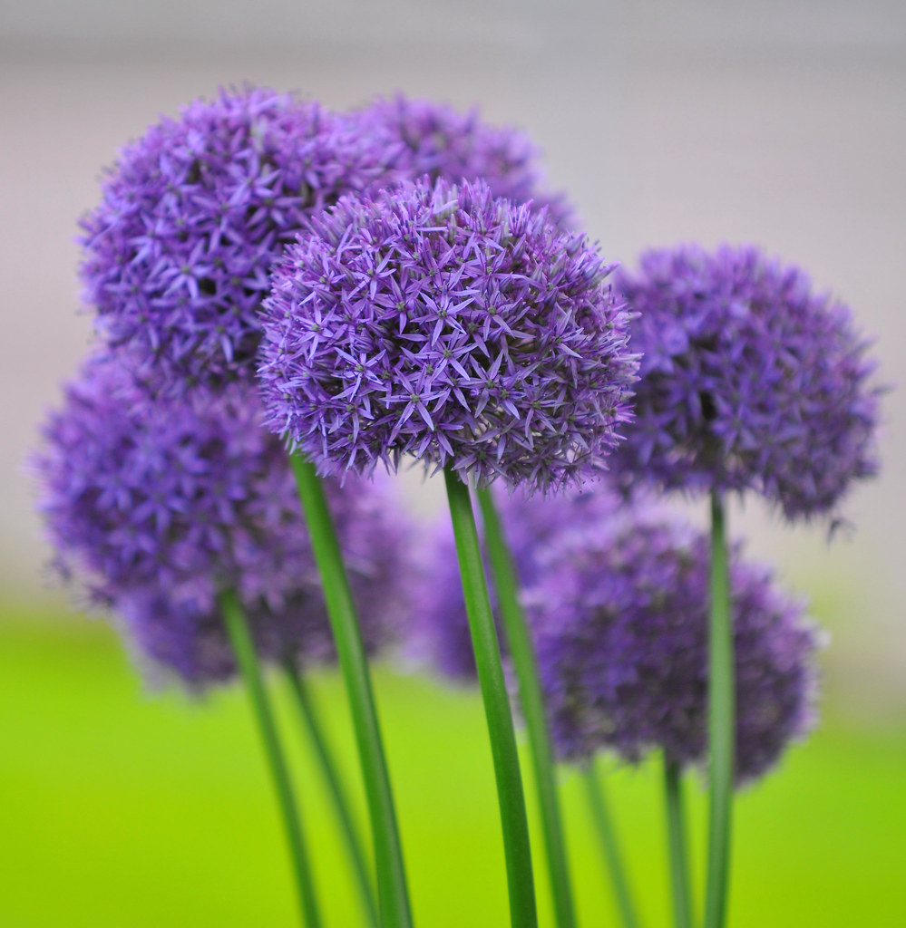 Purple Ball Flowers 200mm, 1/400 sec, f2.8, ISO 200, cropp