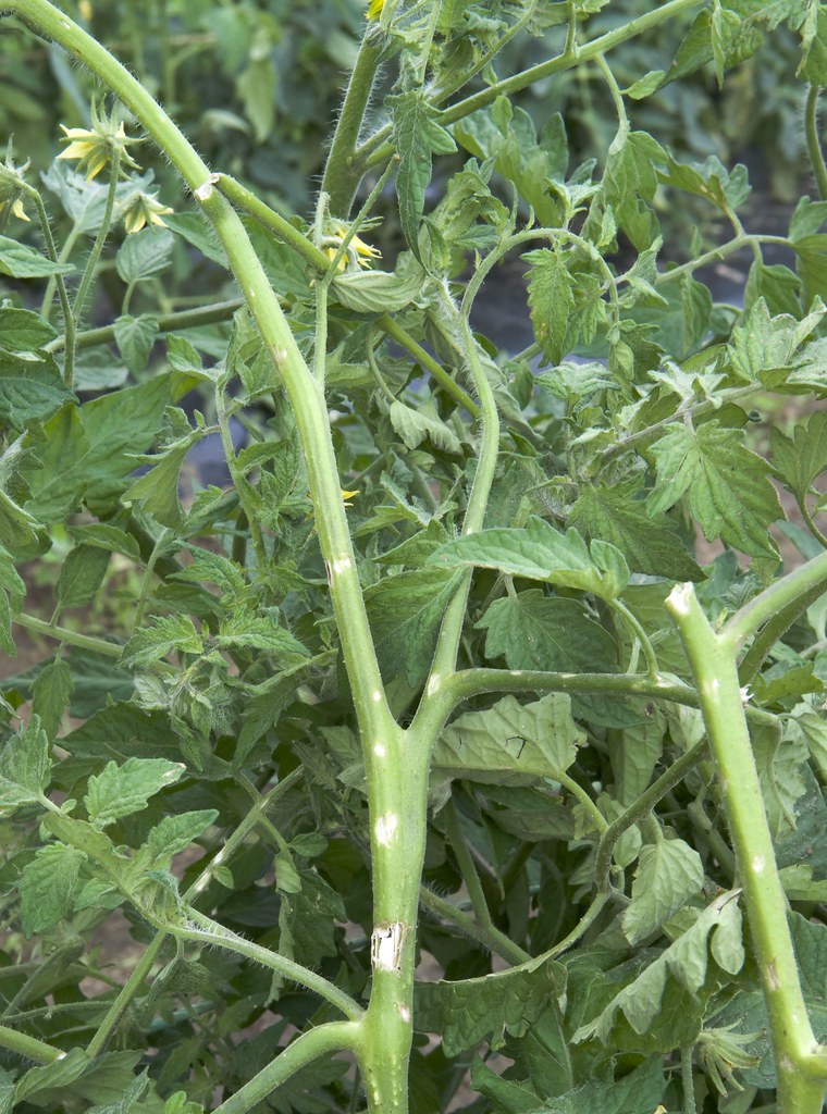 Hail Damage on Tomatoes A strong thunderstorm went through… Flickr