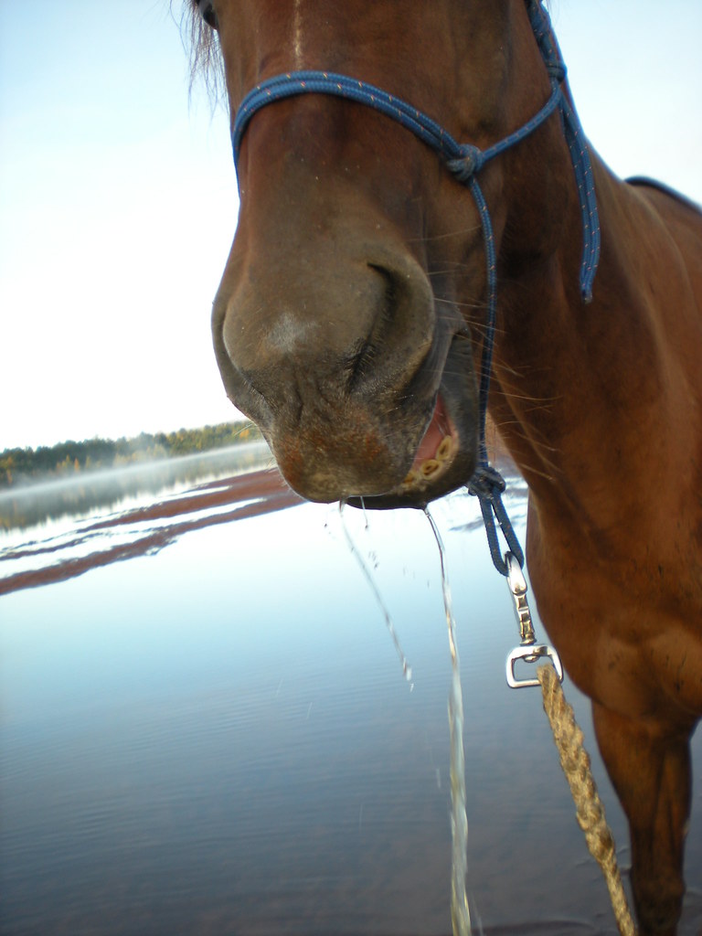 Drooling horse Smokie drinking from the river kick of smoke Flickr