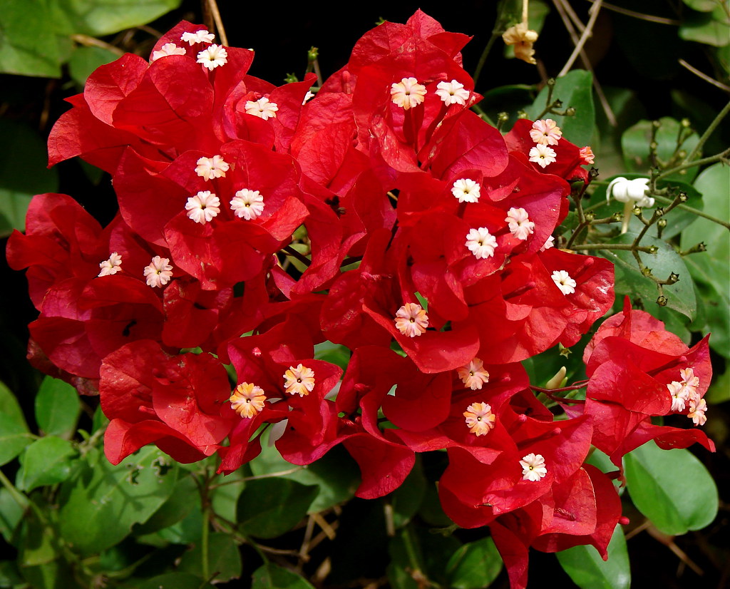 Red Bougainvillea A bright red Bougainvillea spotted in Be… Flickr