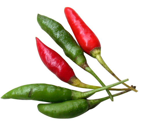 Capsicum annuum,Birds eye chili, Cabe rawit Dolf