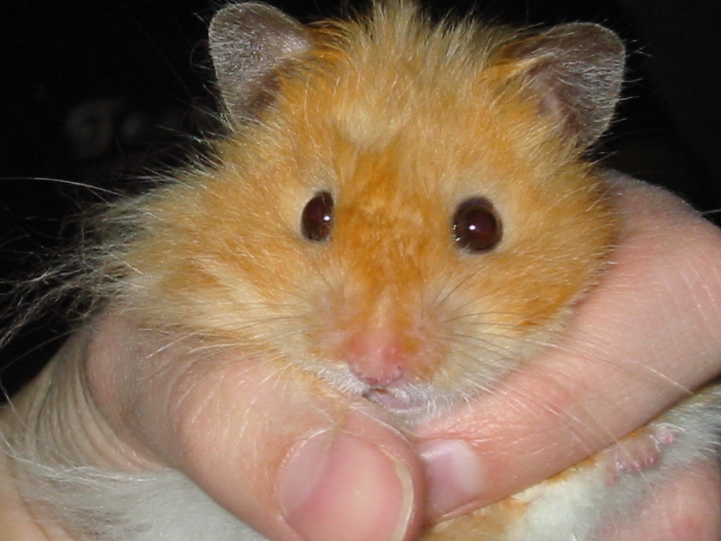 WARNING blood thirsty hamster! Flee in fear! My sister an… Flickr