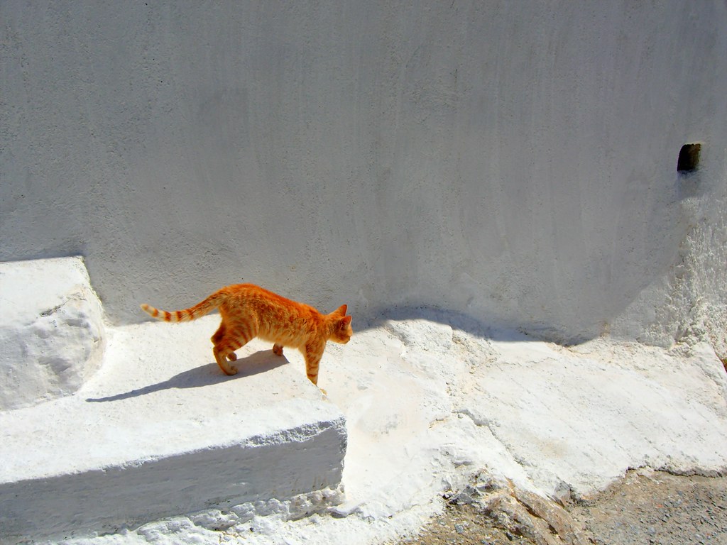Cat walking down stairs Small cat walking down the stairs … Flickr
