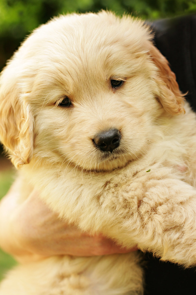 Fluffy puppy Jessica Scheufler Flickr