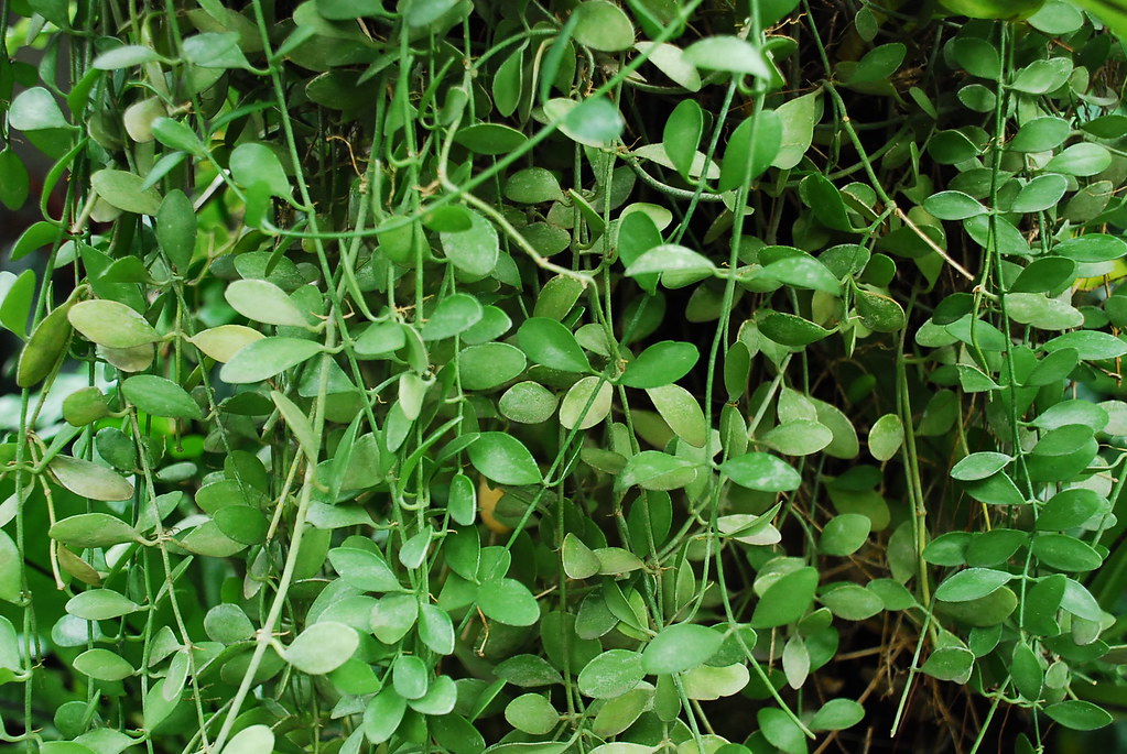 Singapore Vine munsterinc Flickr