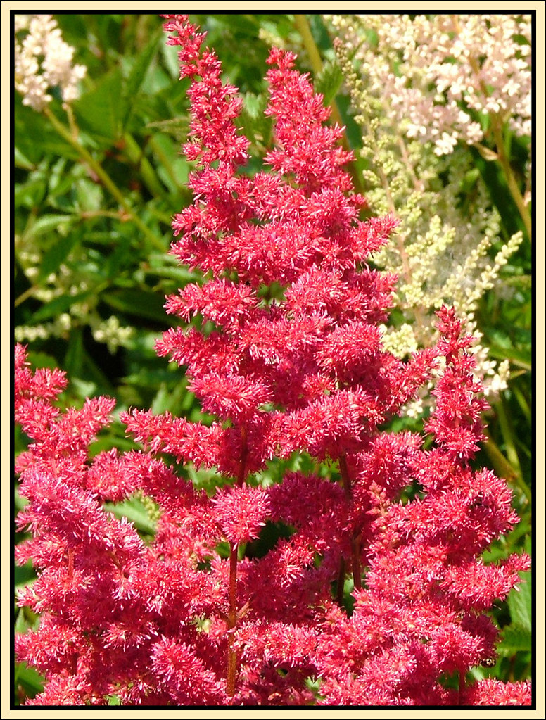 Astilbe... Astilbes are longblooming plumelike flowers i… Flickr