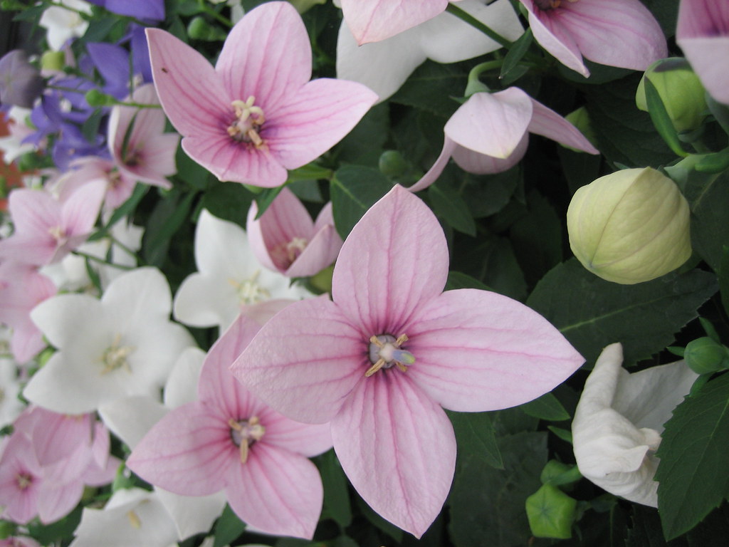 Multicoloured Balloon Flowers Nanimo Flickr