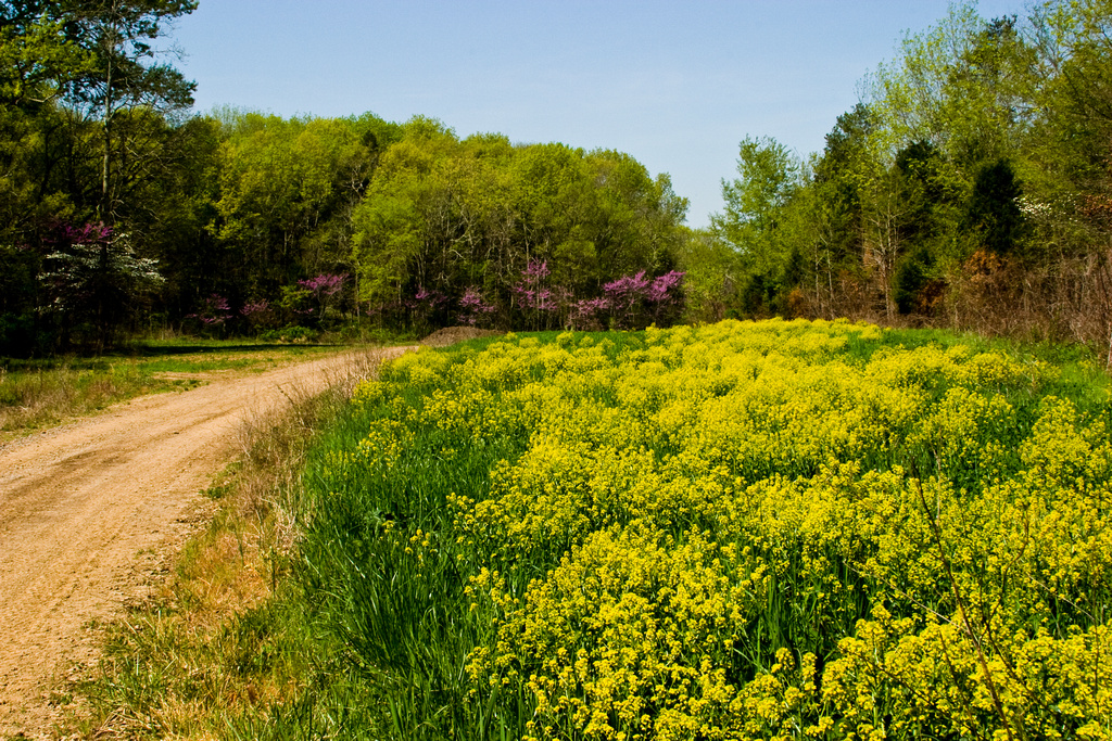 Tennessee Yellow Flowers / Yellow flowers found on this site, in order