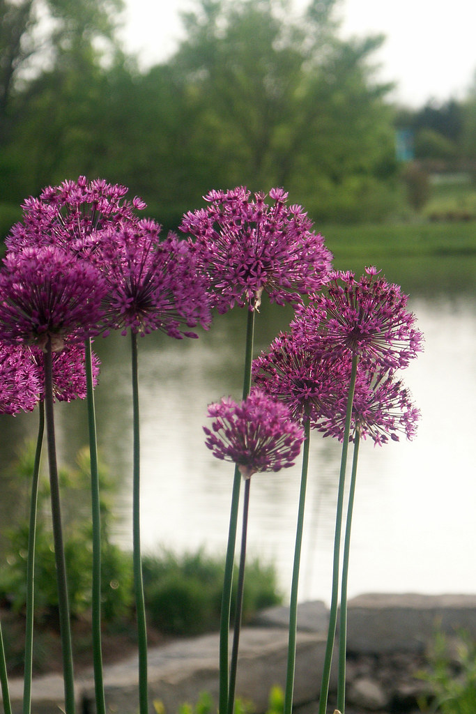 purple "Dandelions" These flowers look like purple dandeli… Flickr
