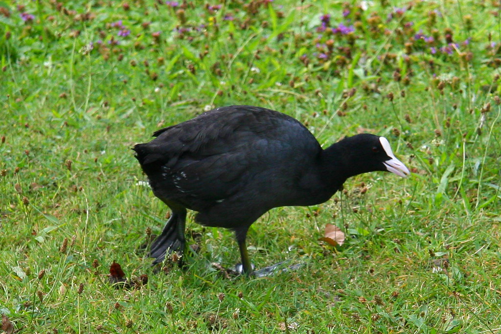 Black Duck with White Bill Any idea what this is? Flickr