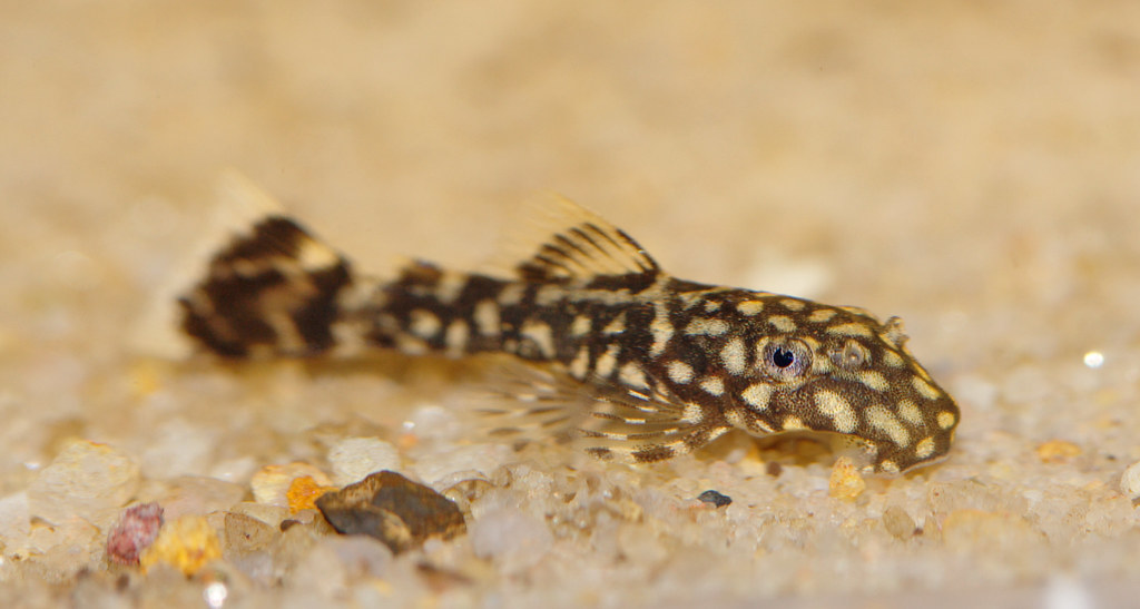 Baby bristlenose pleco One of the Ancistrus sp. fry at 2.5… Flickr