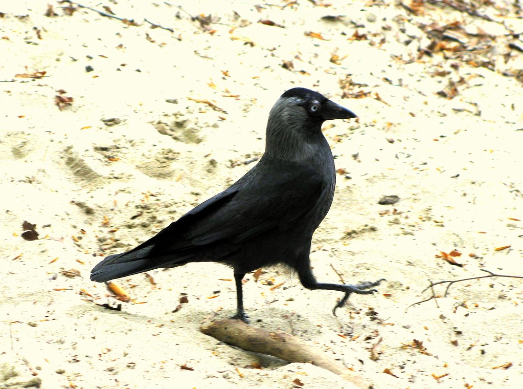Geezer Funky bird in the playground Sach'mo Flickr