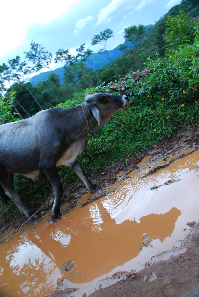 Cow finishes a drink El Carbonal, El Salvador cow after d… Flickr