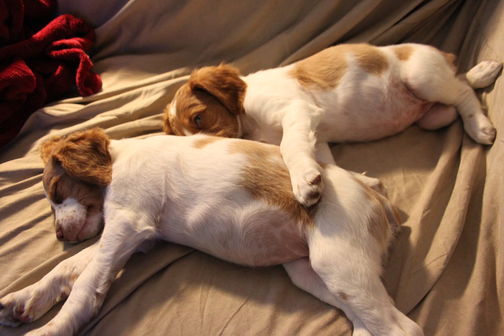 Brittany Spaniel puppies New puppies.... tummies so big! Flickr