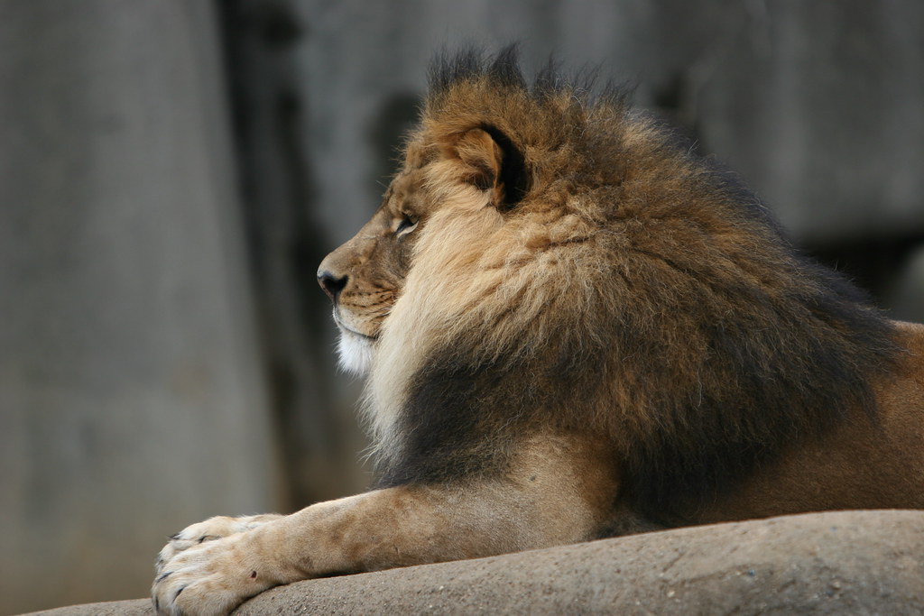 "Kenya" the male African Lion Louisville Zoo A new male … Flickr