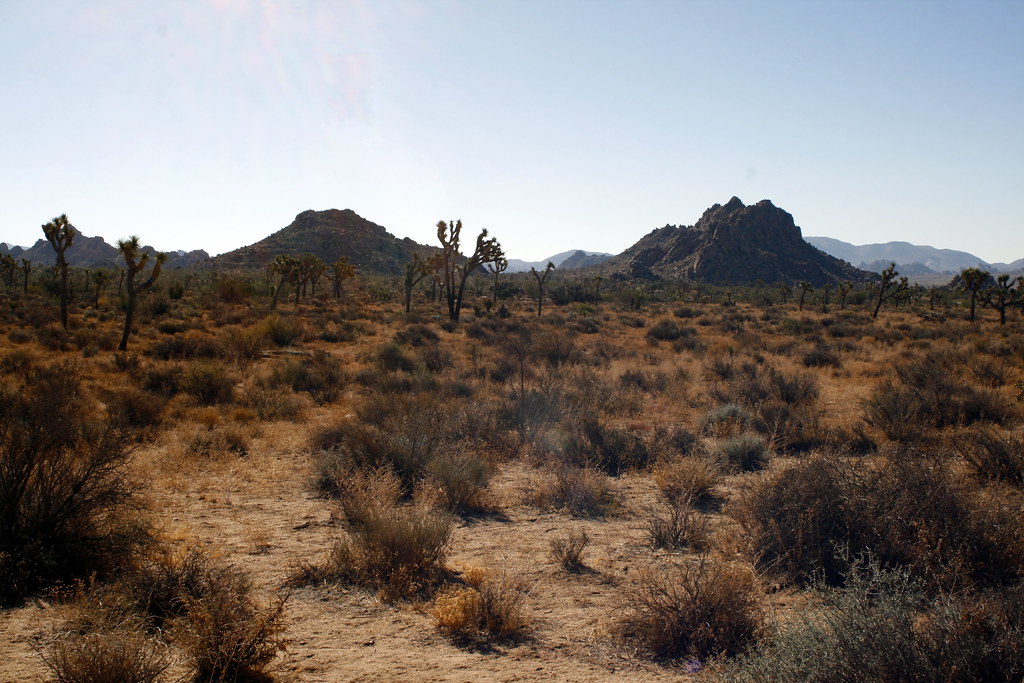 Mojave Desert The Mojave Desert, in Joshua Tree National P… Flickr