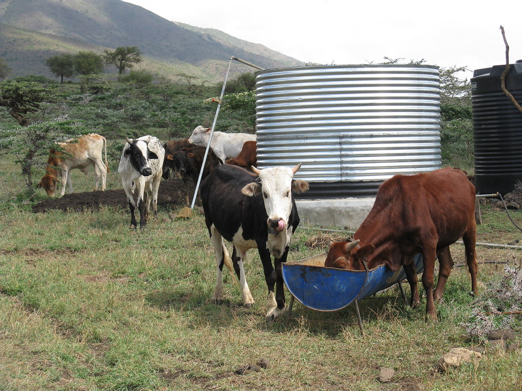 Water tanks cattle drinking in drought Christine Flickr