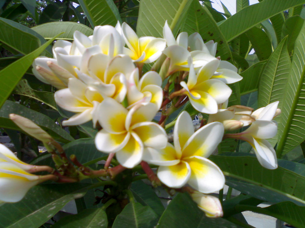 Flower Attracts the Snakes Known as Nayee Sampige Flickr