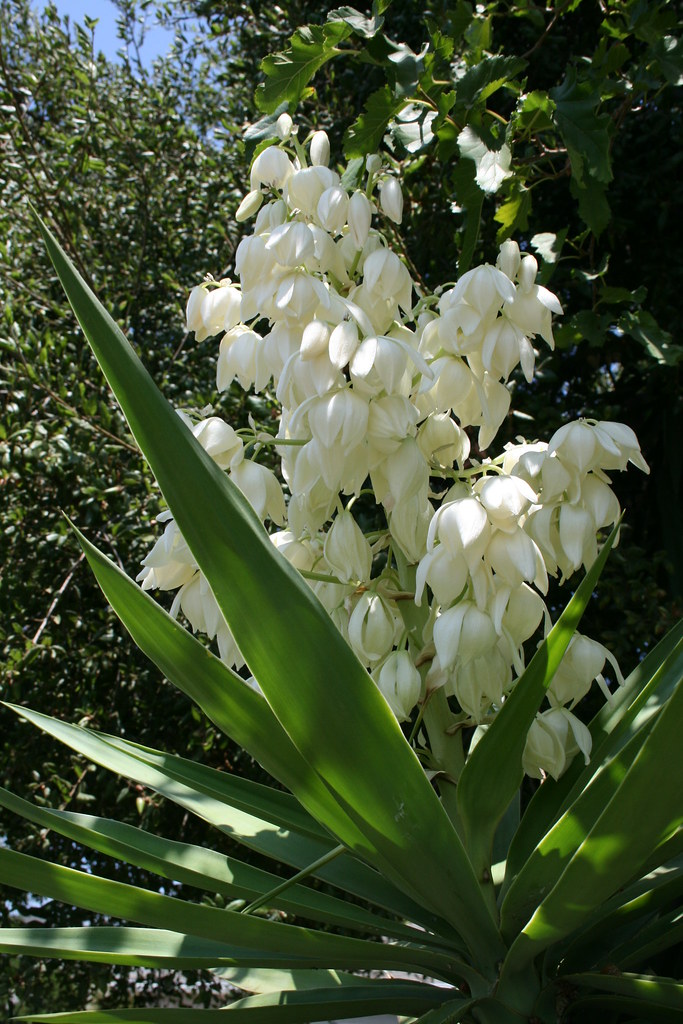 EL SALVADOR national flower, / flor de izote Please don't … Flickr
