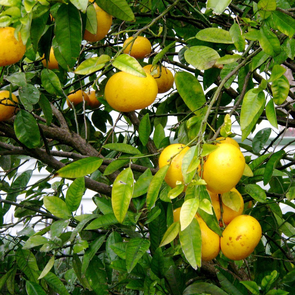 winter citrus grapefruit i love grapefruit but we don't … Flickr