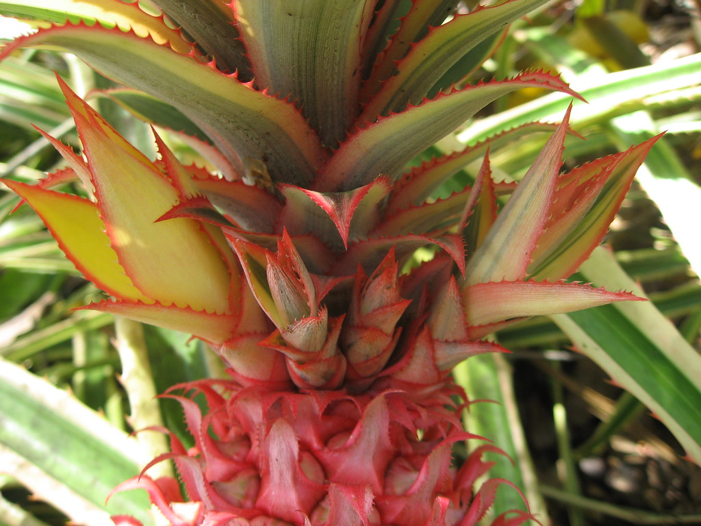 Pineapple pups Pineapples reproduce vegetatively from "pup… Flickr