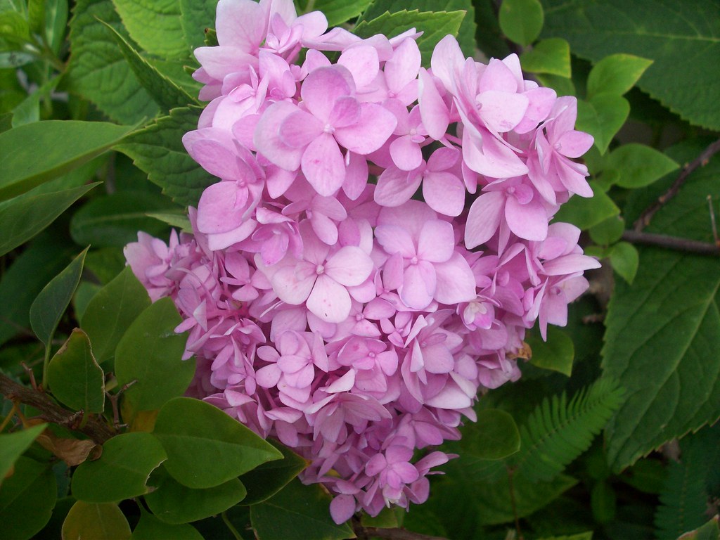 Pink MilFlores(Millionaire Flower) Edna Flickr