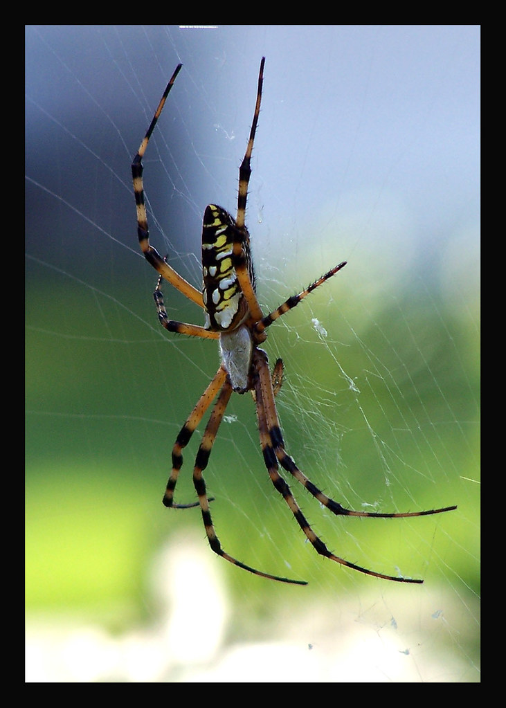 Banana Spider Florida Spider wvh1 Flickr