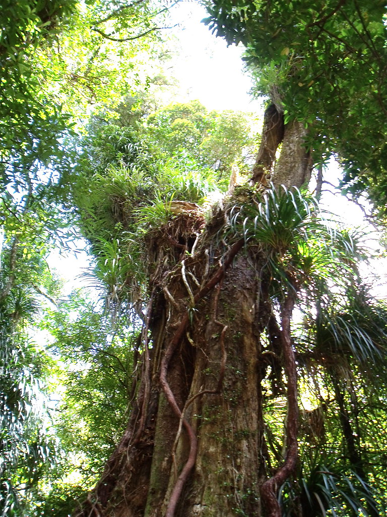 Vines growing up a dead tree trunk The vines were so well … Flickr