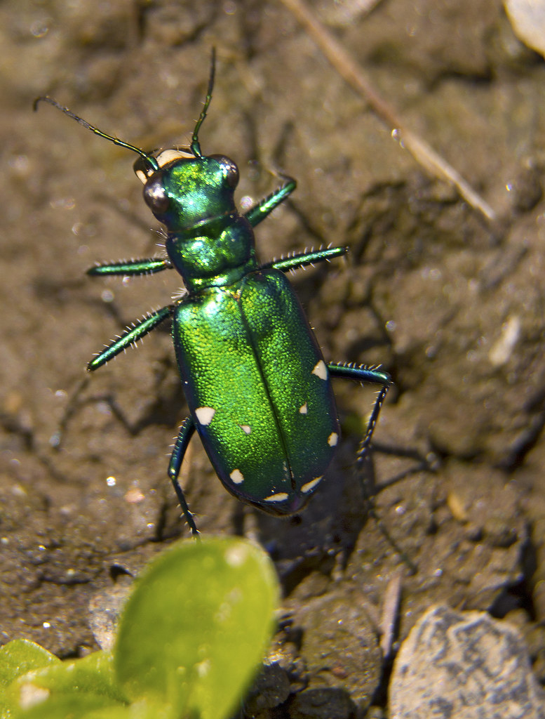 Metallic Green Beetle These are so interesting. Even their… Flickr