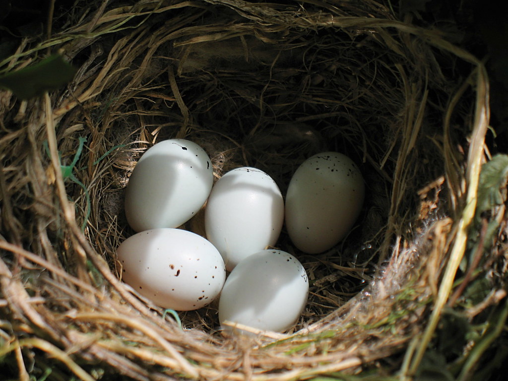 finch eggs A female house finch sheltered in the Boston fe… Flickr