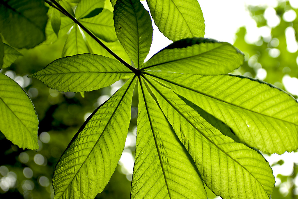 Horse Chestnut leaf I didn't set out to photograph leaves … Flickr