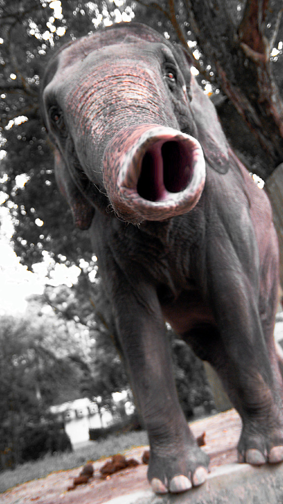 Small Elephant, Big Nose Smartr Flickr