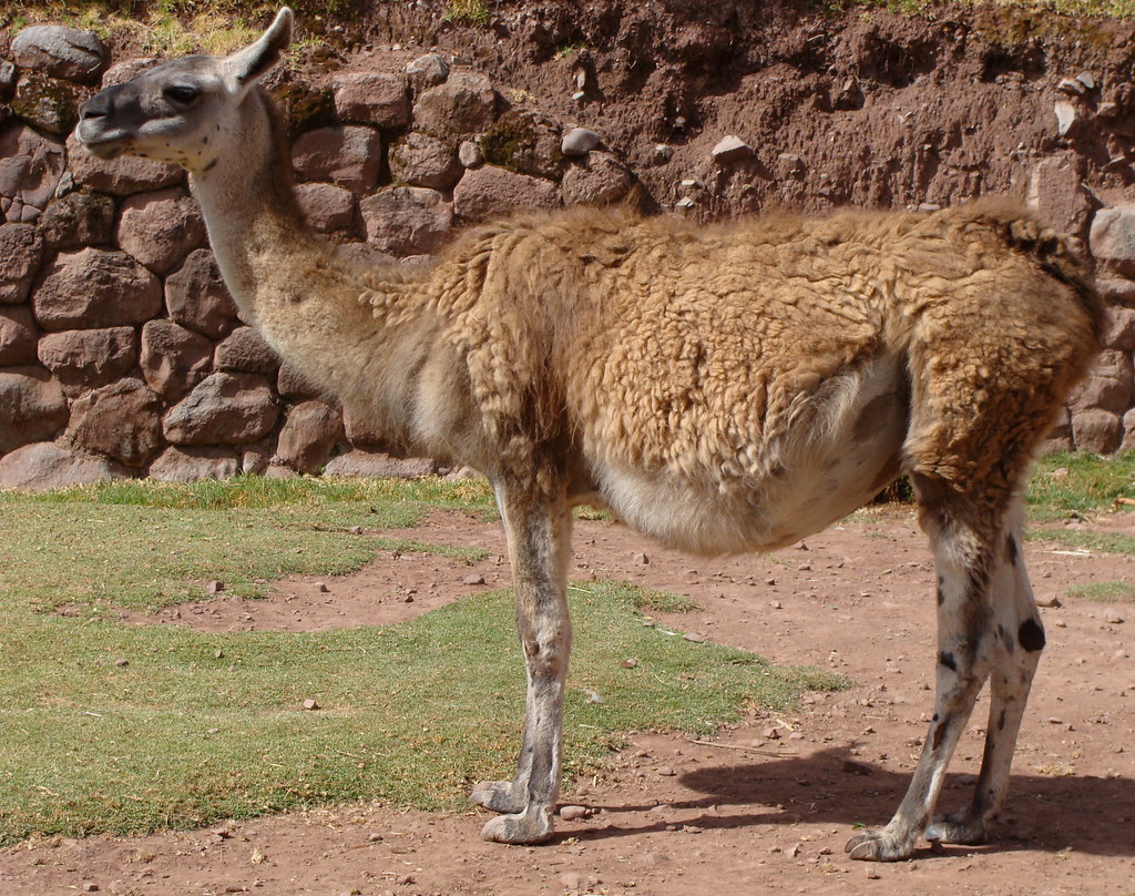 Pregnant llama Julia Manzerova Flickr