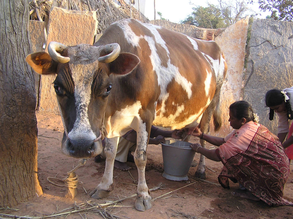 Milking a cow in Indian village d.j.fulford Flickr