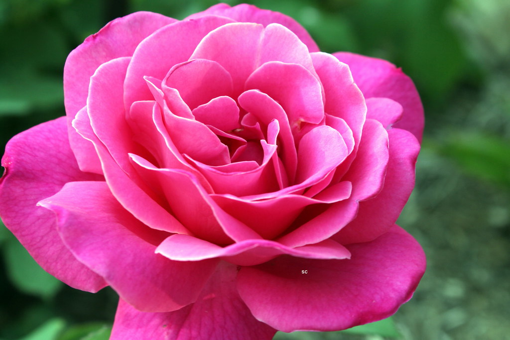 deeppinkrosepedalflowergarden Jim Shaw Flickr