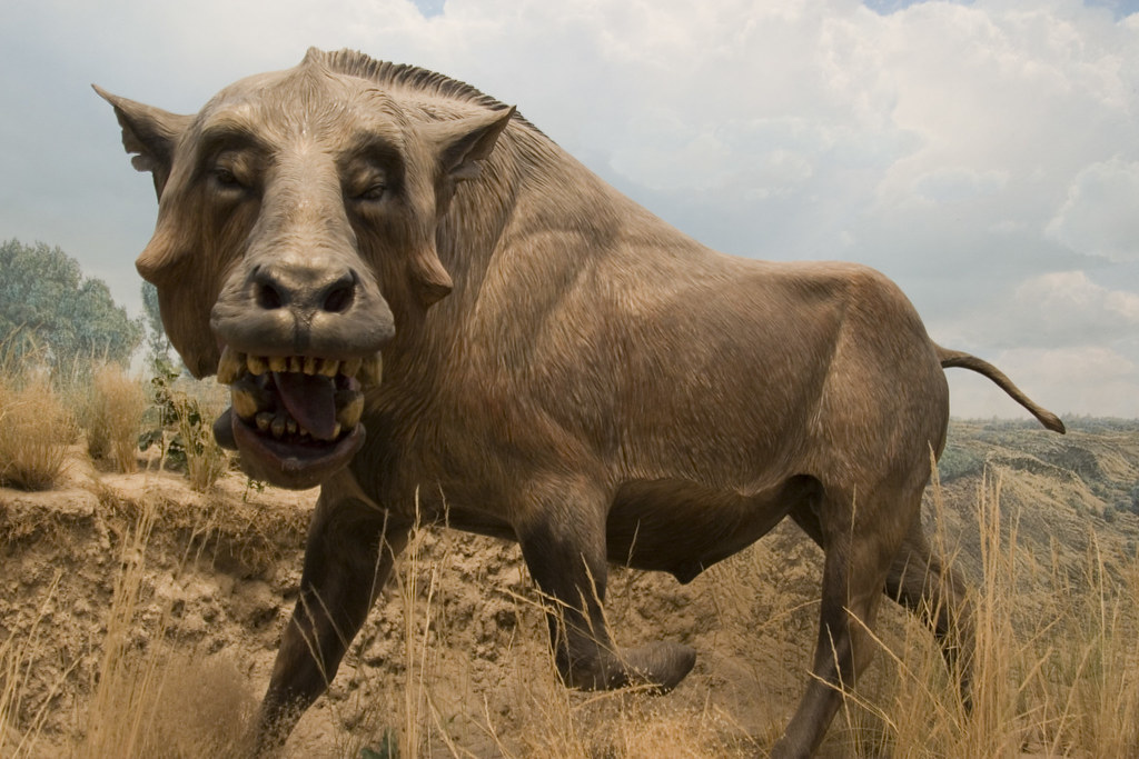 The "Big Pig" from Nebraska Denver Museum of Nature & Science Flickr