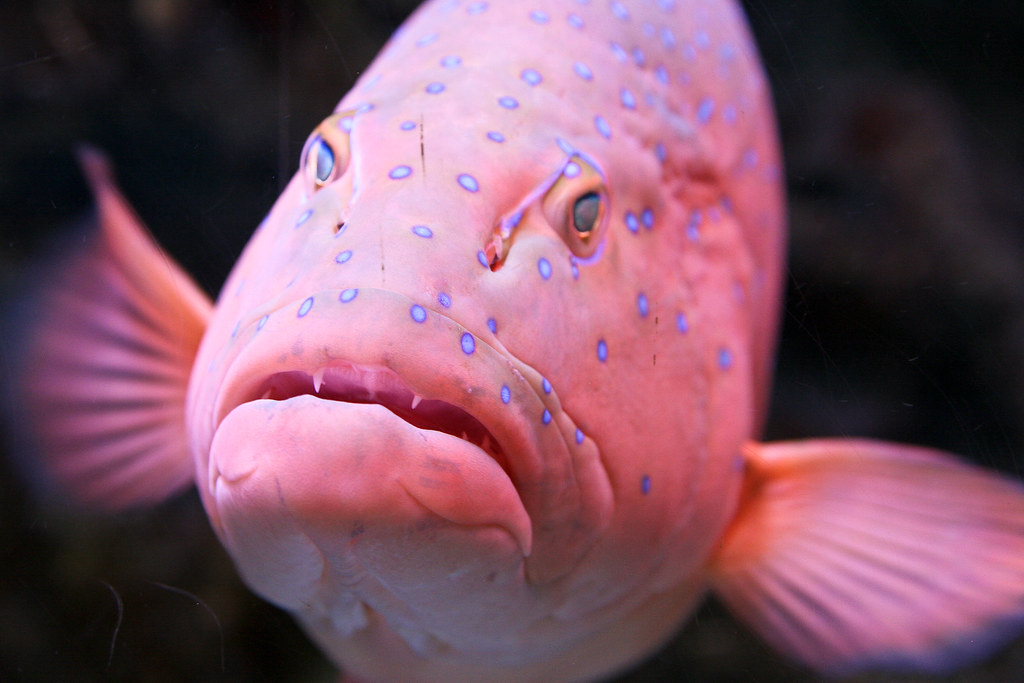 Happy Pink Fish A grumpy looking fish at the Aquarium. Mark Haldane