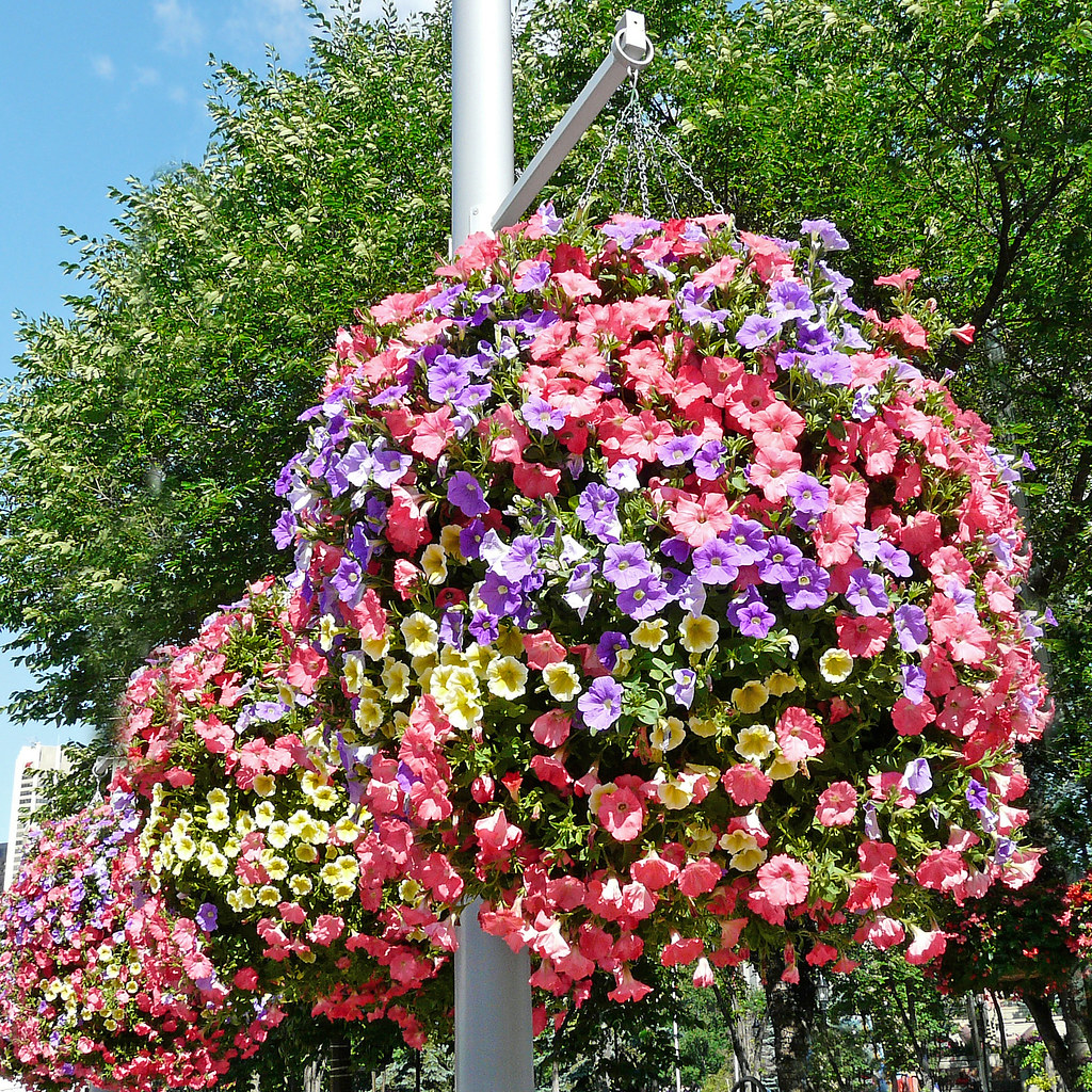 Hanging Baskets These beautiful hanging baskets add a spla… Flickr