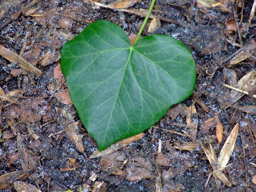 Heartshaped ivy leaf David Heatley Flickr