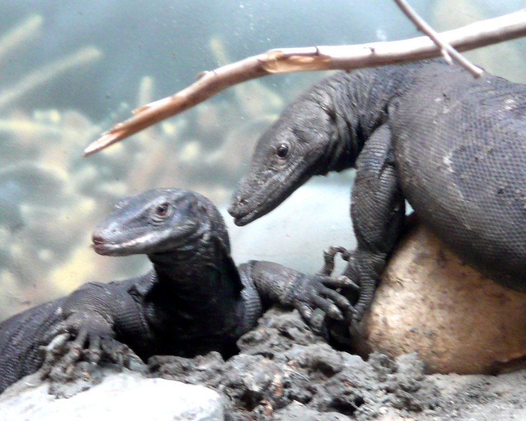 TBZ Black Monitor Lizards These jet black water monitor