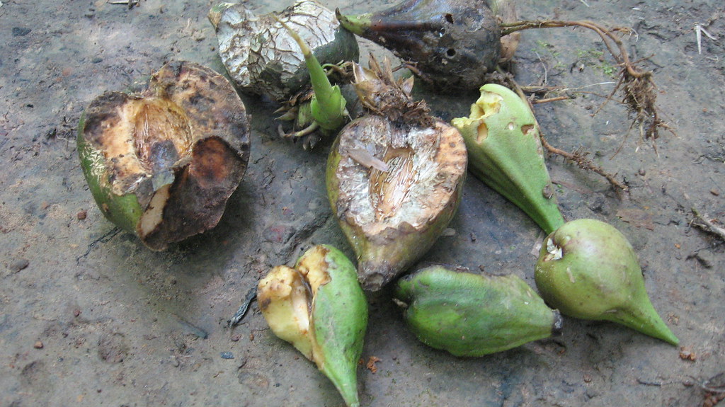 Bamboo fruits Locals blame a natural phenomenon which occu… Flickr