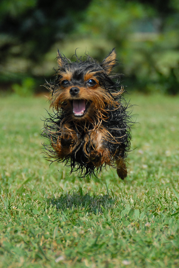 Yorkie on the Run We had just given our yorkie, Maggie a b… Flickr