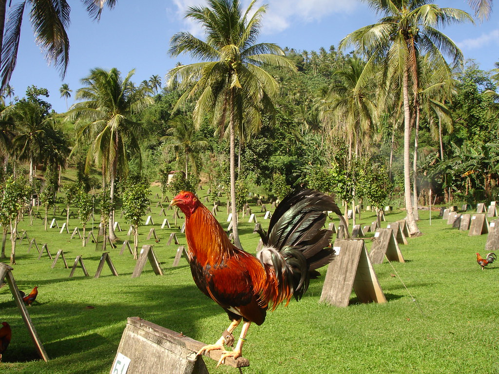 DSC06236Game Farm Breeding gamefowl is one of the many ch… Flickr